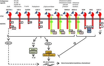 C-Type Lectin-Like Receptors As Emerging Orchestrators of Sterile Inflammation Represent Potential Therapeutic Targets